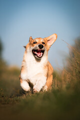 A happy dog ​​running through the grass
