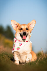 A happy dog ​​smiles with its mouth open on a walk