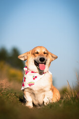 A happy dog ​​smiles with closed eyes and an open mouth on a walk