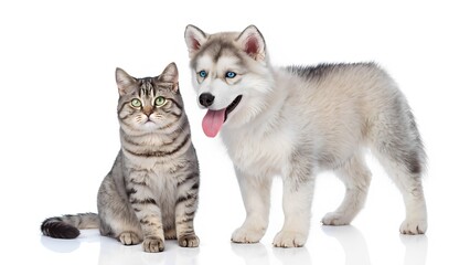 Playful puppy and curious cat together home setting animal portrait bright background close-up friendship concept