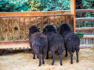 Three black sheep eating hay