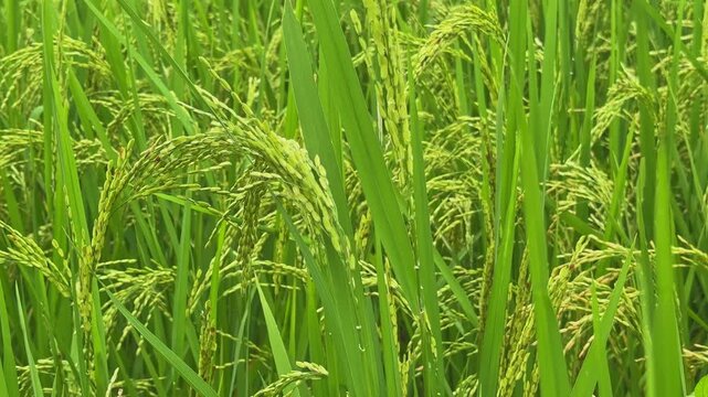 Static shot of mature rice (Oryza sativa) plants with heavy green panicles bending under grain weight in a lush paddy field, symbolizing harvest season and agriculture.