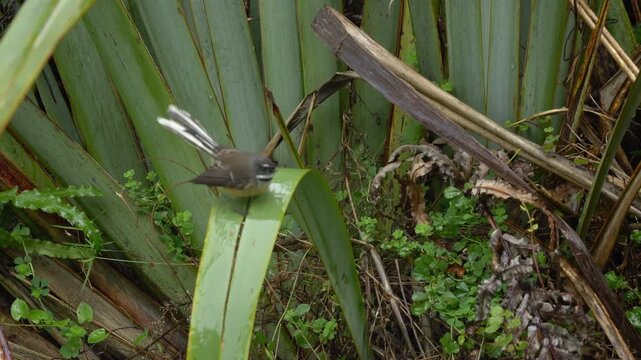 New Zealand Fantail Bird In Its Natural Habitat In Tauparikaka Marine Reserve, Haast, New Zealand