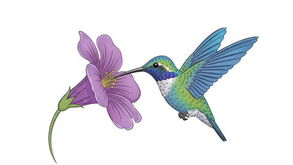 Obraz premium Illustration of a hummingbird drinking nectar from a purple flower with green stem and leaves.