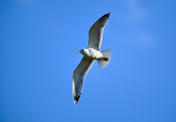 Steppenmöwe // Caspian gull (Larus cachinnans) - Donaudelta, Rumänien