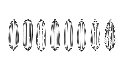 Hand drawn botanical sketch of cardamom pods isolated on white studio background vector