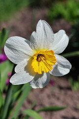 daffodil flower in spring