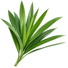 Obraz premium Image of Fresh Green Pandan Leaves Isolated on Transparent Background