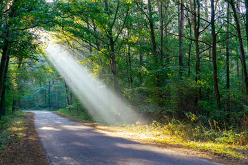 Obraz premium Morning in the forest, sunlight beams passing through tree canopies illuminating asphalt road, creating calm and atmospheric natural scenery in Polish woodland landscape