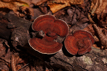 Red mushrooms on wood. Parasites.