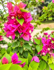 pink hydrangea flowers