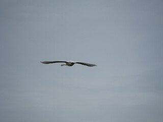 Obraz premium Swan in flight