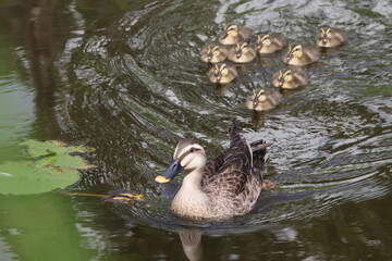 Spot-billed Duck Mother Leading Her Ducklings Across a Calm Pond