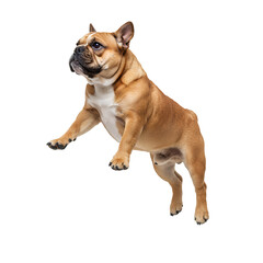 Fototapeta premium French bulldog jumping PNG. French bulldog dog caught mid air in jump pose isolated. Cute dog for animal and pet visuals PNG
