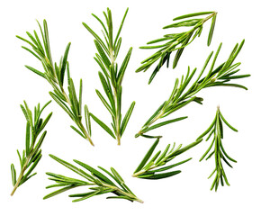Obraz premium Close-up shot of multiple fresh green sprigs with tiny needle-like leaves