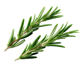 Obraz premium Two sprigs of fresh green herb, detailed texture and sharp focus against a black background