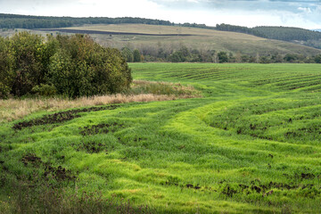 Autumn striped field after harvest with sprouted fresh greens.