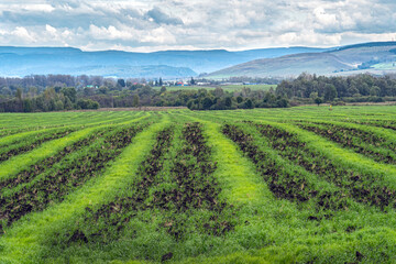 Autumn striped field after harvest with sprouted fresh greens.