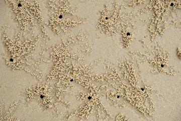 Sand balls made by sand bubbler crab on beach