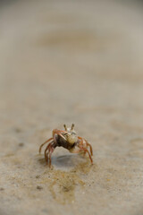 Close-up of sand bubbler crab on a beach at Rupat Island, Riau