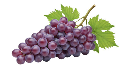 Fototapeta premium Isolated ripe bunch of red grapes with leaves, sweet juicy fruit, fresh organic harvest