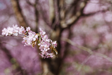 Pink cherry blossoms. Spring, nature coming to life. Japanese cherry blossoms in a spring garden. Blossoms on the branches of a tree in a Japanese park.