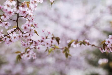 Pink cherry blossoms. Spring, nature coming to life. Japanese cherry blossoms in a spring garden. Blossoms on the branches of a tree in a Japanese park.
