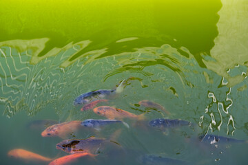 Group of fish swim in the pond. Nature background