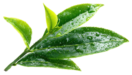 Close-up of lush, vibrant green tea leaves with water droplets isolated against a black background