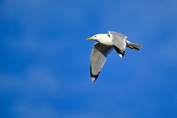 Caspian gull // Steppenmöwe (Larus cachinnans) - Danube Delta, Romania
