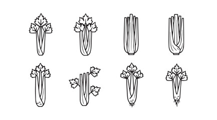 Set of hand drawn celery stalks and bunches variety of botanical line art styles vector