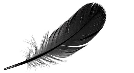 Obraz premium Single elegant black feather isolated on a clean white background, highlighting delicate texture and unique shape of natural bird plumage.