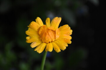 Radiant Calendula Flowers in Bloom