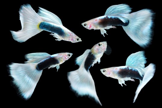 Fish in aquarium. Black Guppy glides gracefully, its shimmering colors like strokes of living light. Each delicate fin flows like silk in water. Guppy isolated on black background.