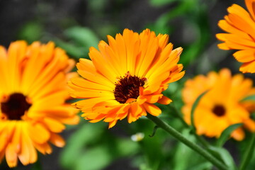 Radiant Calendula Flowers in Bloom