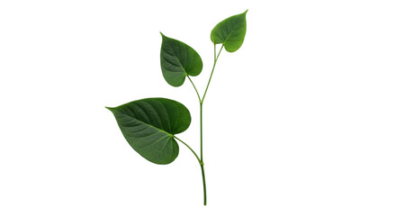 Isolated heart-shaped green leaves on stem, vibrant foliage and natural beauty, delicate design