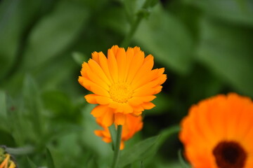 Radiant Calendula Flowers in Bloom

