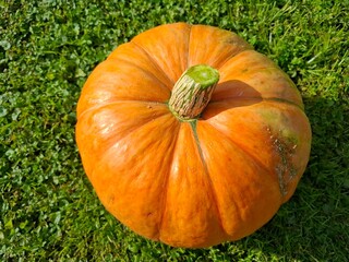 pumpkin on grass