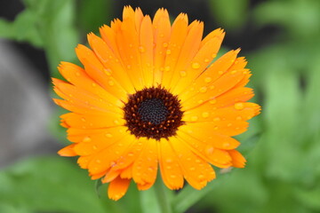 Radiant Calendula Flowers in Bloom

