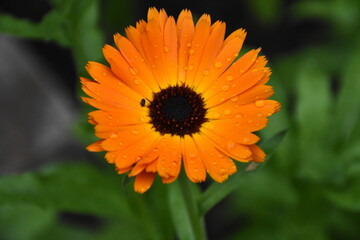 Radiant Calendula Flowers in Bloom

