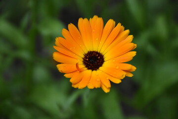 Radiant Calendula Flowers in Bloom

