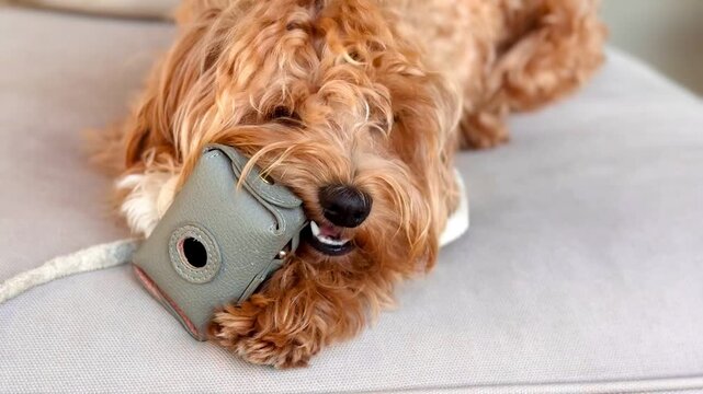 Playful Small Dog Chewing a Case on the Couch &ndash; Mischievous Pet at Home.