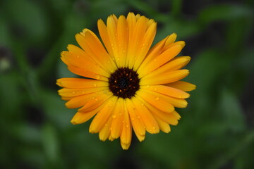 Radiant Calendula Flowers in Bloom

