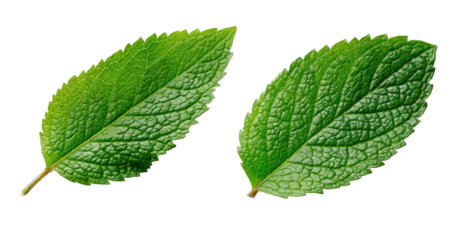 Isolated close-up of two lush green leaves against a stark black backdrop, showcasing texture
