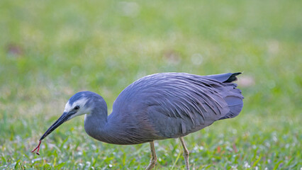 blue heron in the grass with a warm