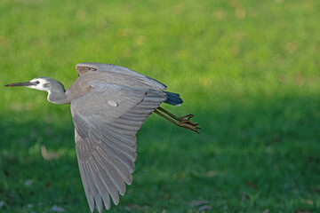 grey heron in flight