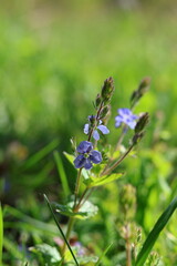 forget me not flowers