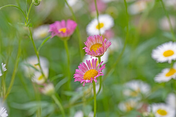 small pink daisy flowers in the meadow