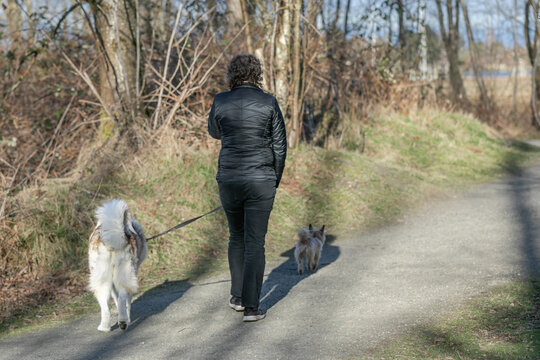Rear view of unknown woman walking with two dog on leash in a park, outdoors autumn nature