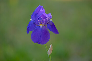 purple iris flower